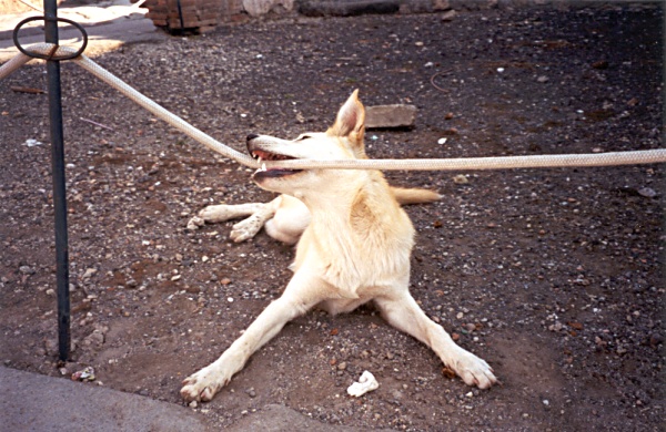 Amazing dog in weird position  One of the many stray dogs in the ancient city of Pompeii. (October 2001) by Alexandra Agostino