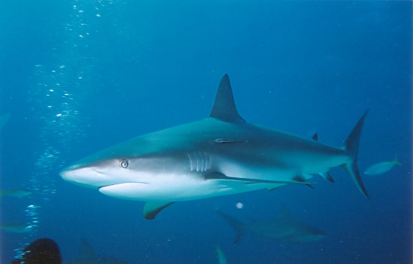 Female Caribbean Reef Shark in Nassau May 2002 -- Photo by Marg Knights