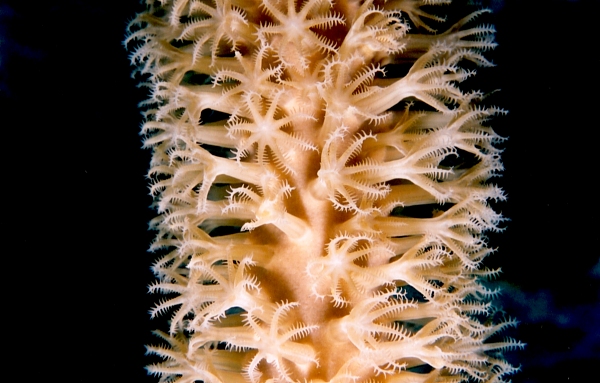 Macro shot - Gorgonian Octocoral (see rod) in Nassau in May 2002 by Marg Knights