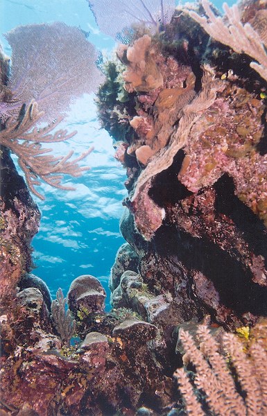 8. Looking up through various hard and soft corals in Nassau in May 2002