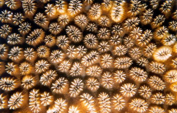 Macro shot of the polyps of a flower coral in the Bahamas in May 2002 by Marg Knights