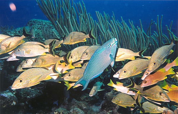 5. Queen Parrot & Blue Striped Grunts in Turks & Caicos in February 2002