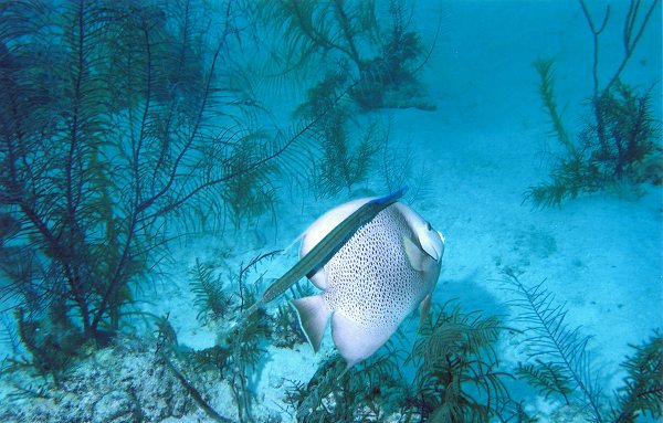 Trumpet fish hitching a ride on an Gray Angel fish in Bahamas 2002 -- photograph by Marg Knights