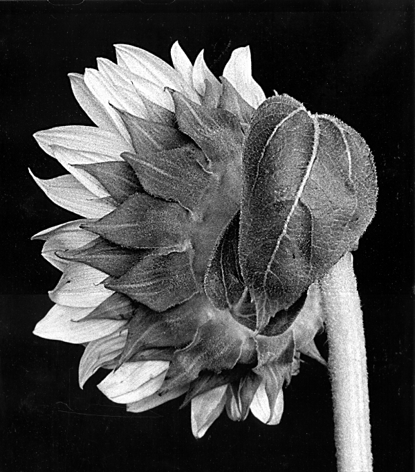 Sunflower, photograph by Ivonne Pietersen