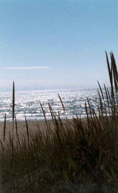 Beach Grass by Judy MacLeod
