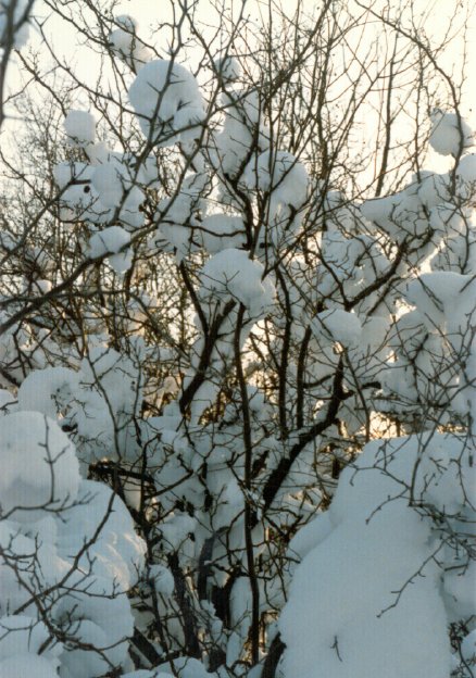 Snow Trees by Judy MacLeod
