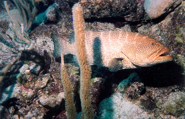 3. Tiger Grouper in Turks and Caicos in February 2002 photograph by Marg Knights